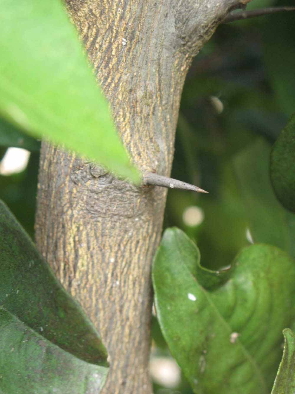            Bark (Itaborai, Winter Haven, FL)   